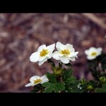 Potentilla Creme Brulee