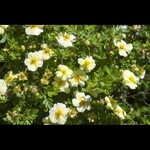 Potentilla Lemon Meringue