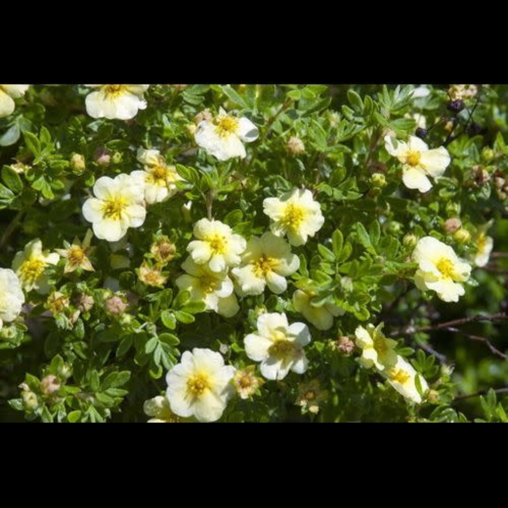 Potentilla Lemon Meringue 2 Gal