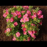 Potentilla Bella Bellissima