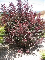 Purple Leaf Sand Cherry