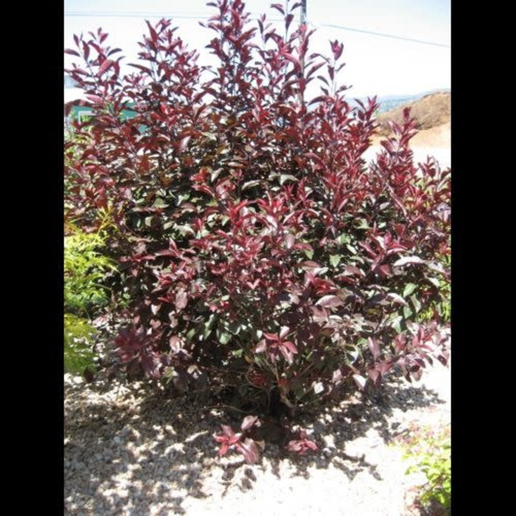 Purple Leaf Sand Cherry 2 gal