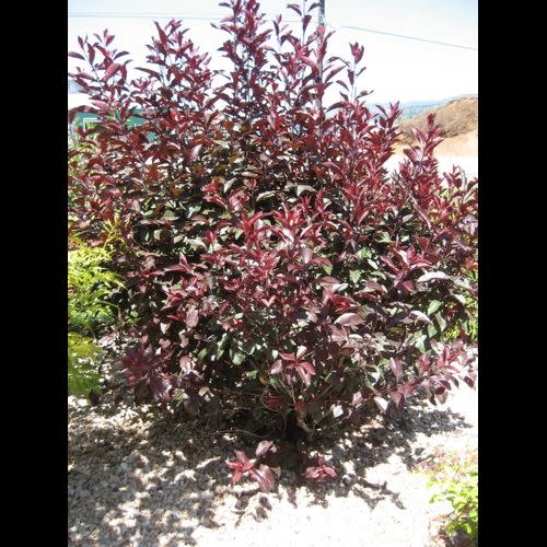 Darkstar® Purple Leaf Sand Cherry, Monrovia Plant