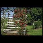 Rose Ramblin' Red