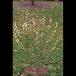 Pussy Willow