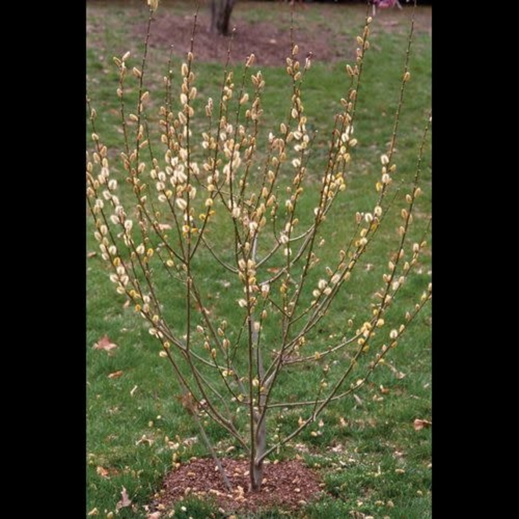 Pussy Willow 2 Gal