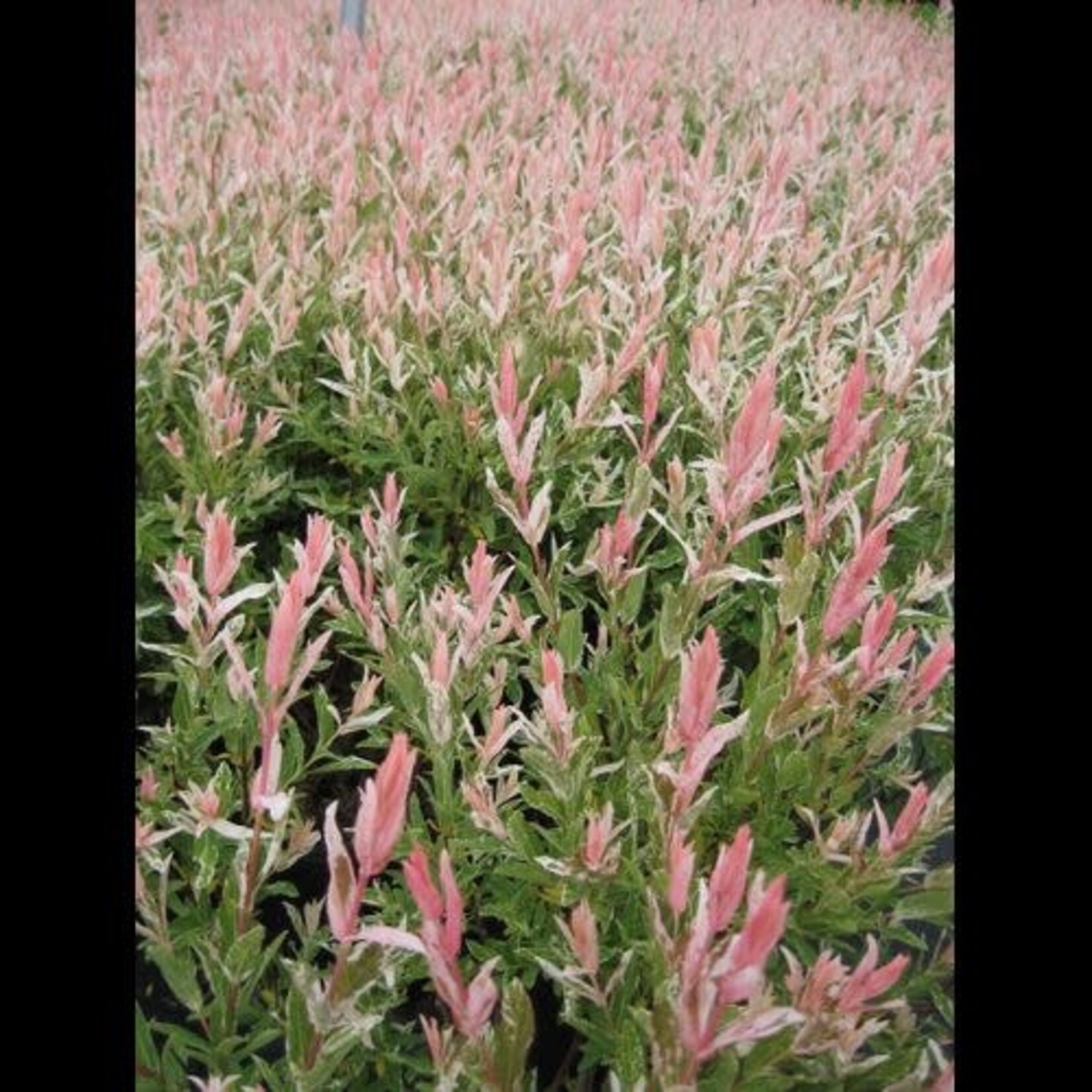 Willow Flamingo 2 gal