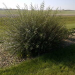 Willow Dwarf Blue Arctic