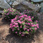 Spirea Poprocks Petite