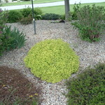 Spirea Mini Sunglo