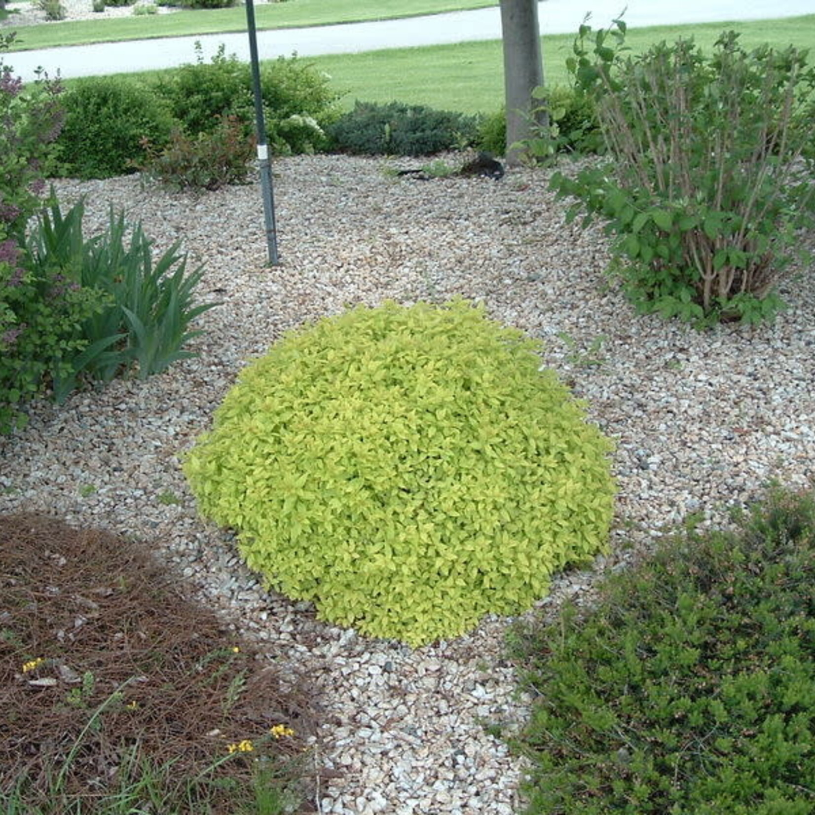 Spirea Mini Sunglo 2 Gal