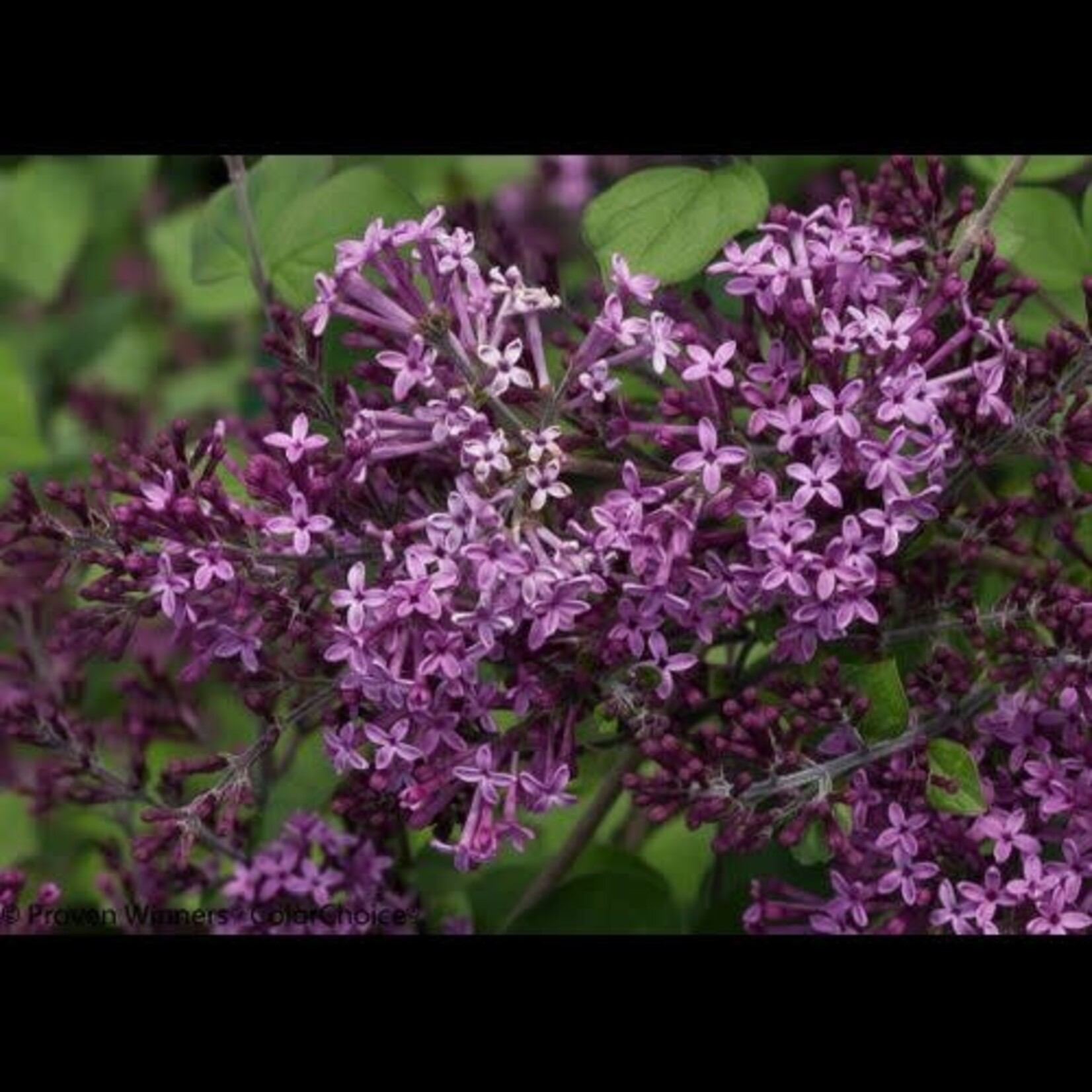 Lilac Bloomerang Dark Purple 2 gal