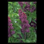 Lilac Congo French