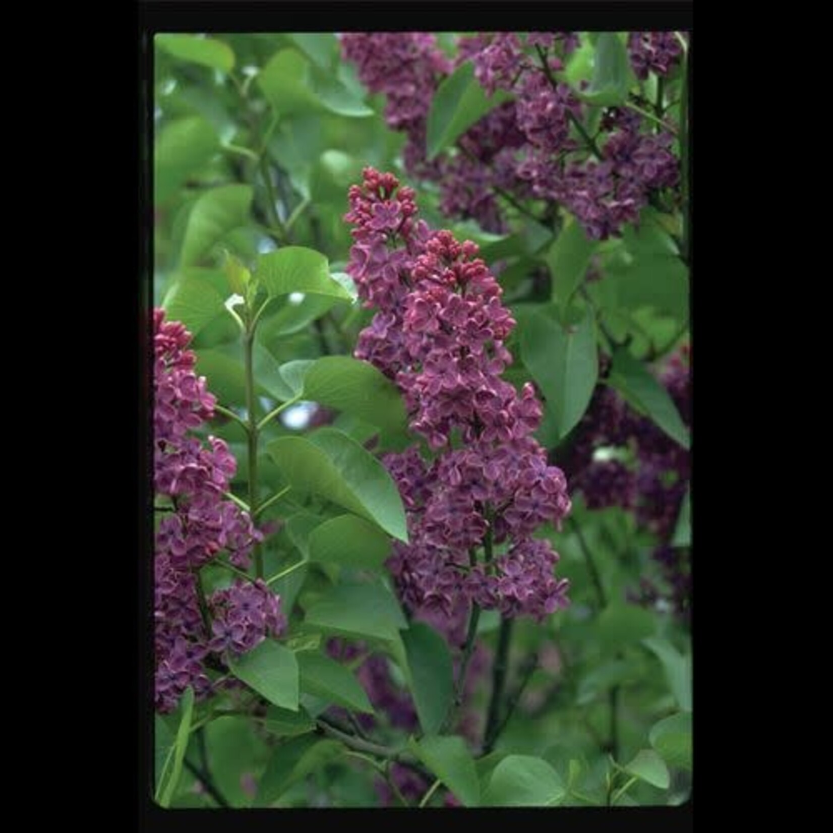 Lilac Congo French 2 Gal