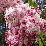 Lilac Sweetheart 2 Gal