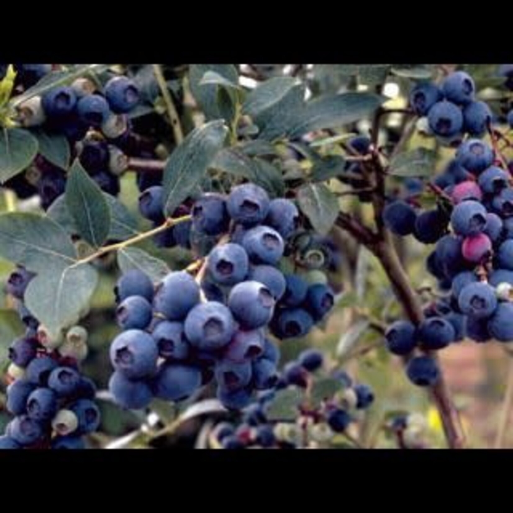 Blueberry Combo 5 Gal