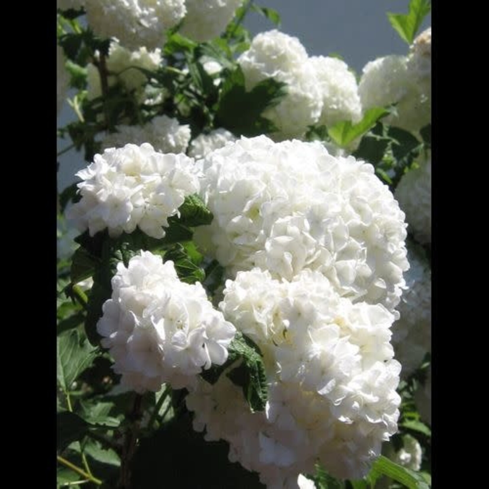 Snowball Common 2 Gal