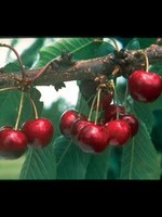Cherry Carmine Jewel 7 Gal