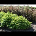Dogwood Little Rebel