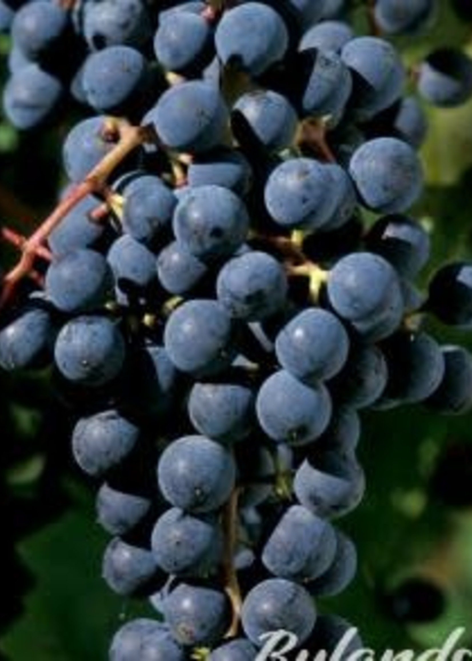 Grape Frontenac 1 Gal