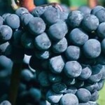 Concord Grape Blue Ice