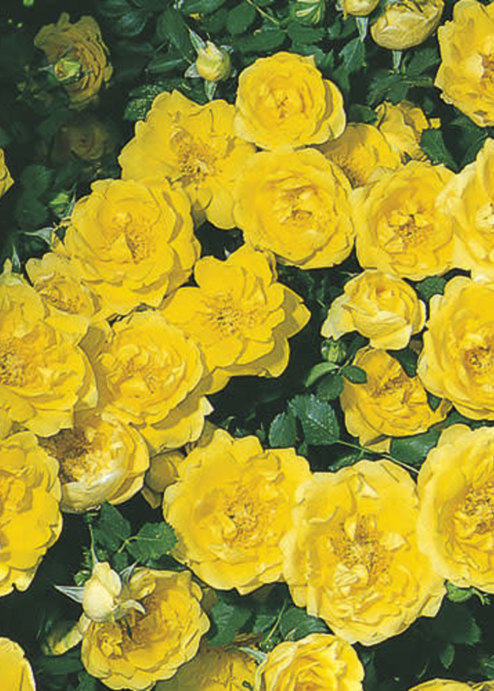 Rose Persian Yellow 2 Gal