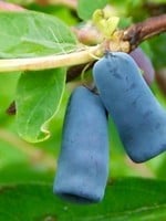 Honeyberry Berry Blue 2 Gal