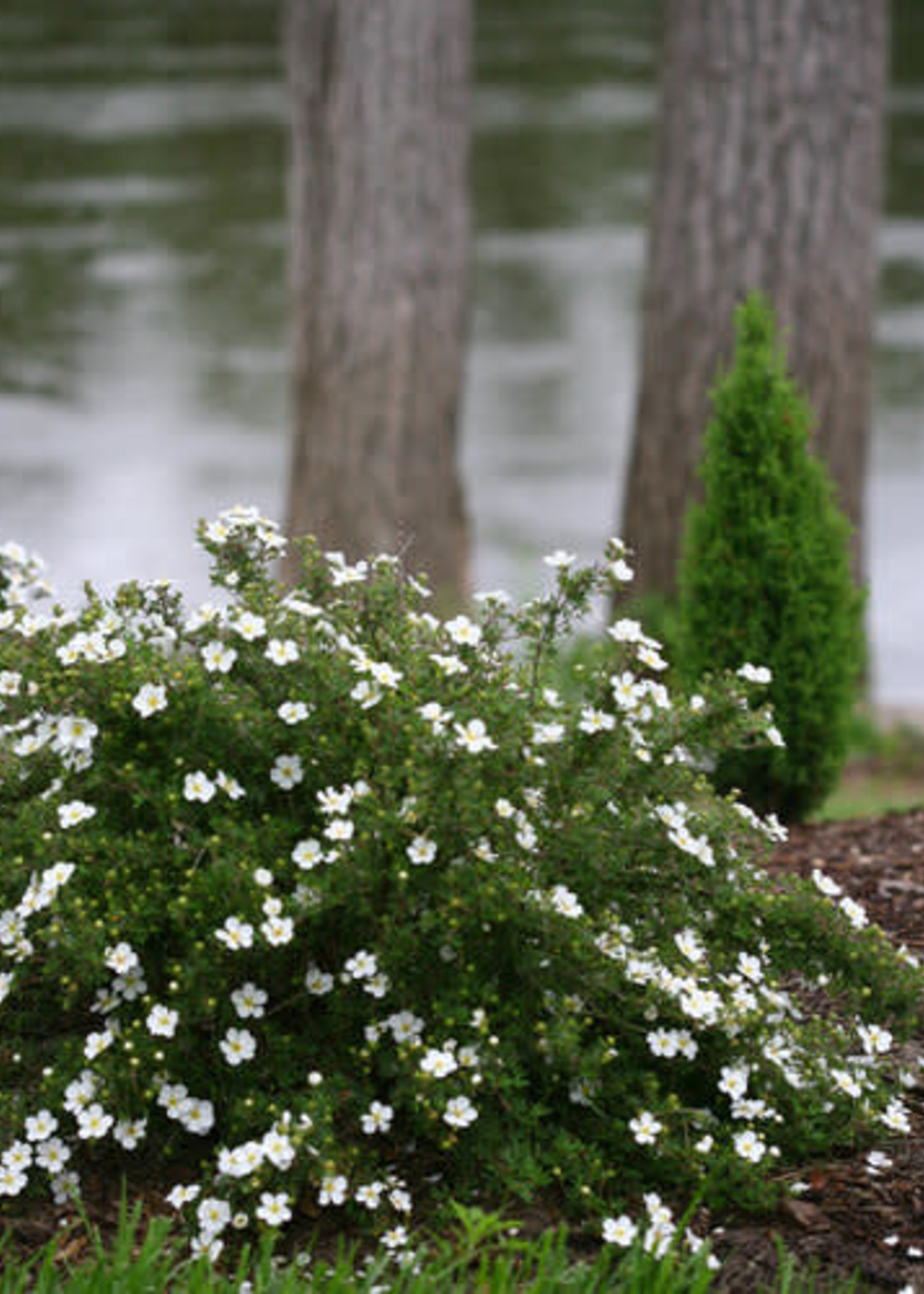 Potentilla Happy Face White 8"