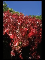 Virginia Creeper 1 Gal