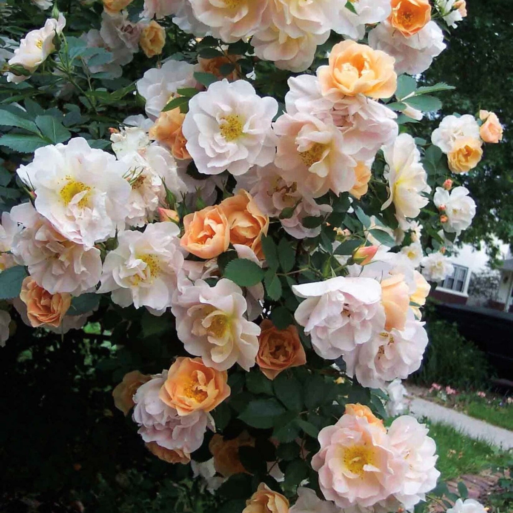 Rose Above & Beyond 2Gal