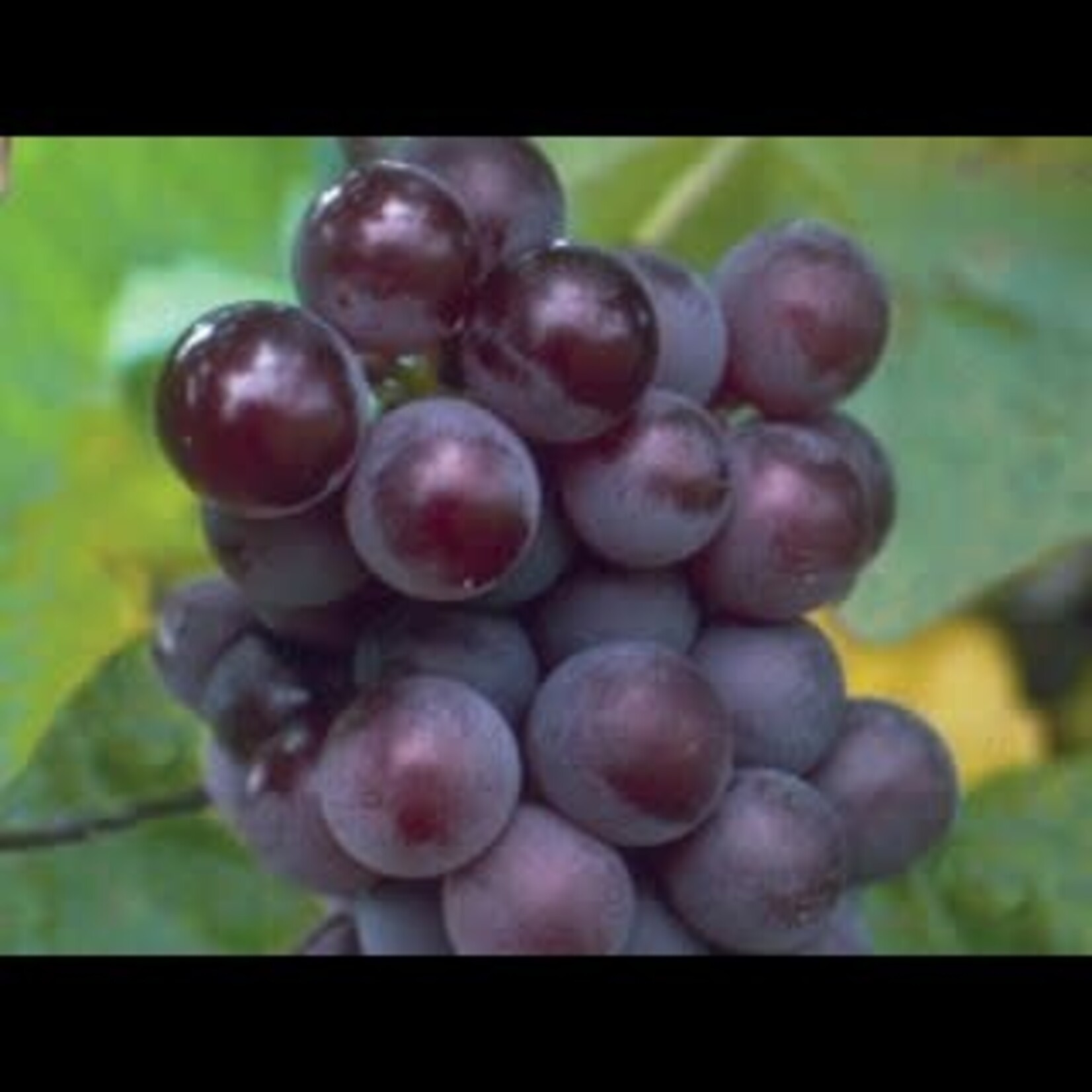 Grape Minnesota 78 1 Gal