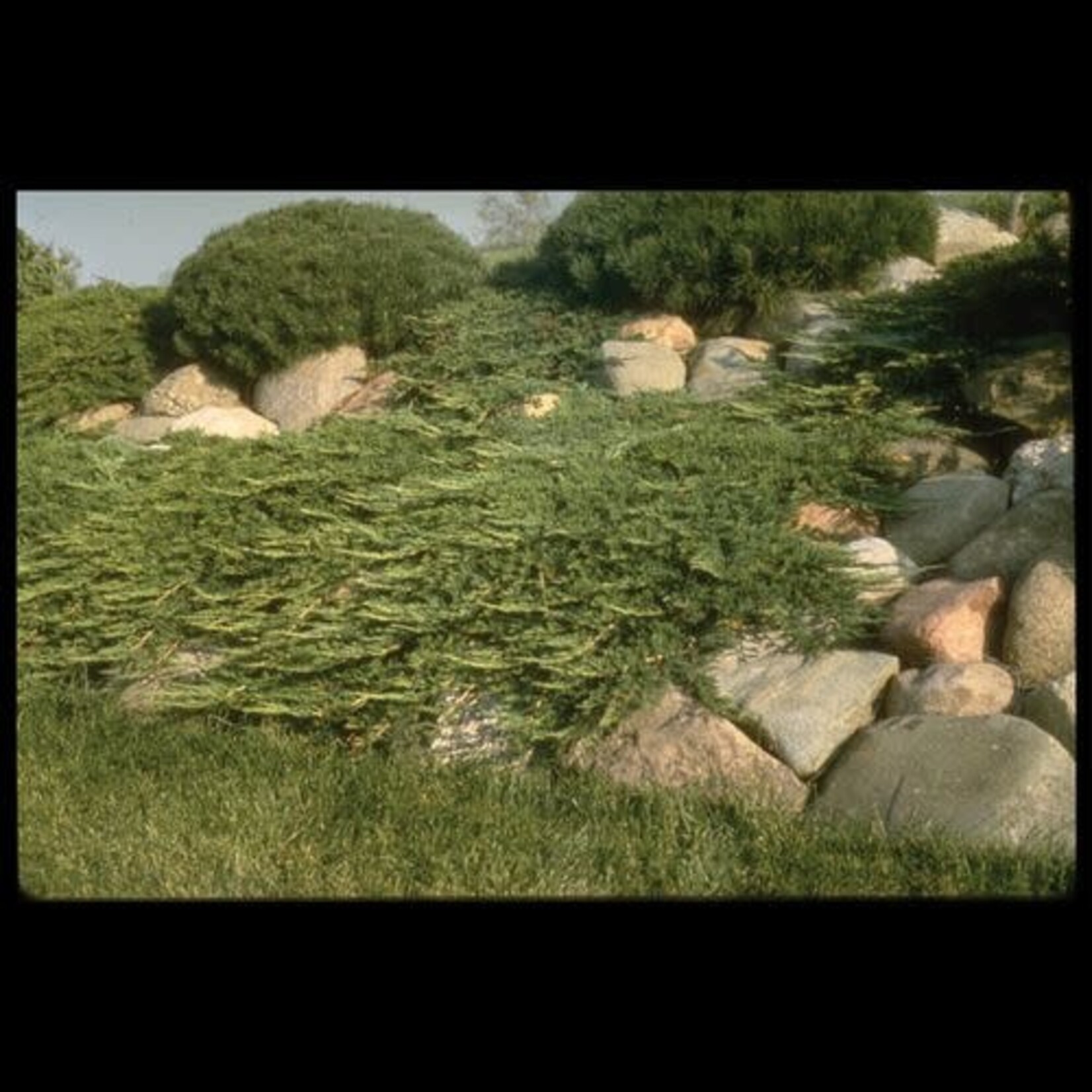 Juniper Prince of Wales 2 Gal