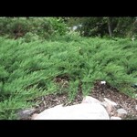Juniper Blue Danube