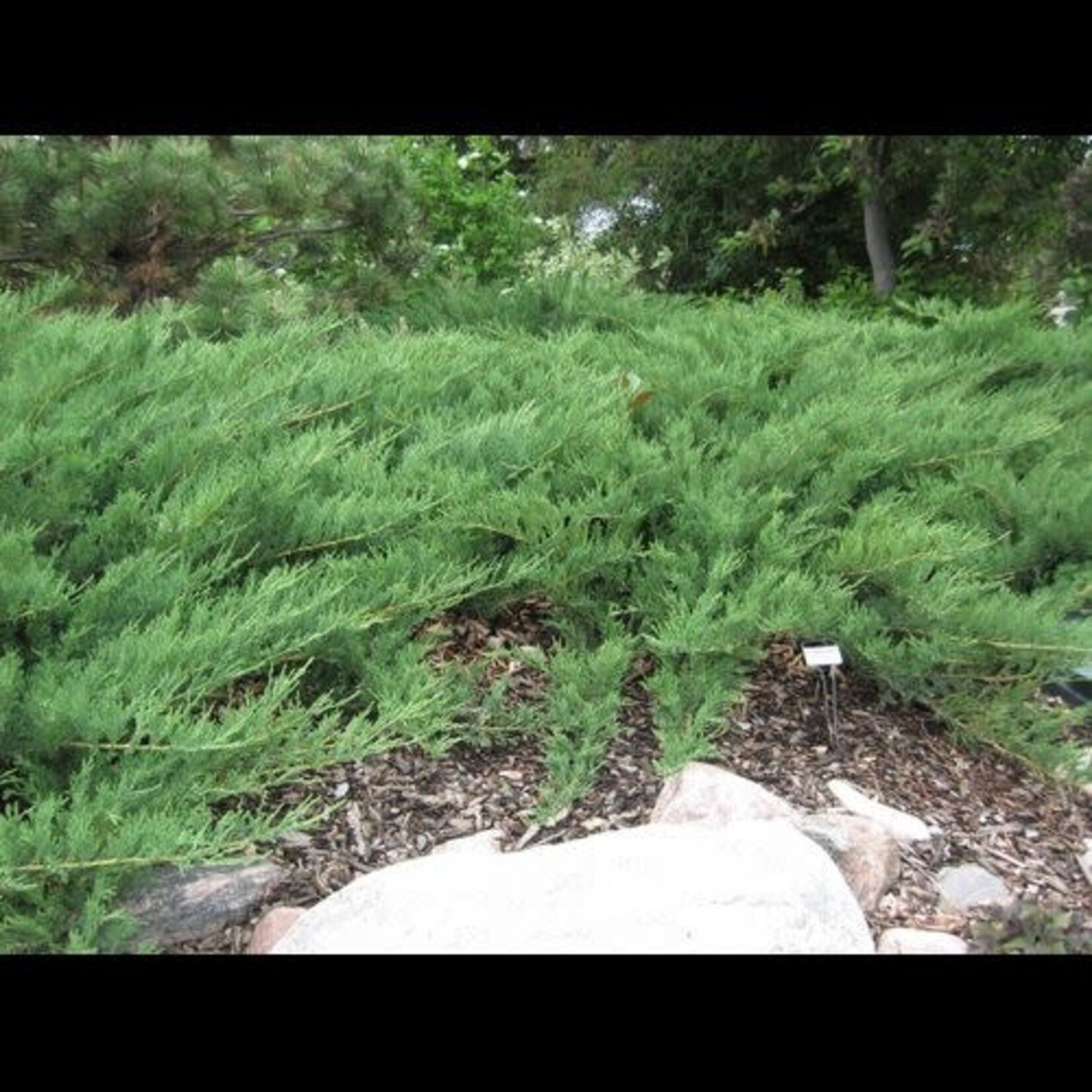 Juniper Blue Danube 2 Gal