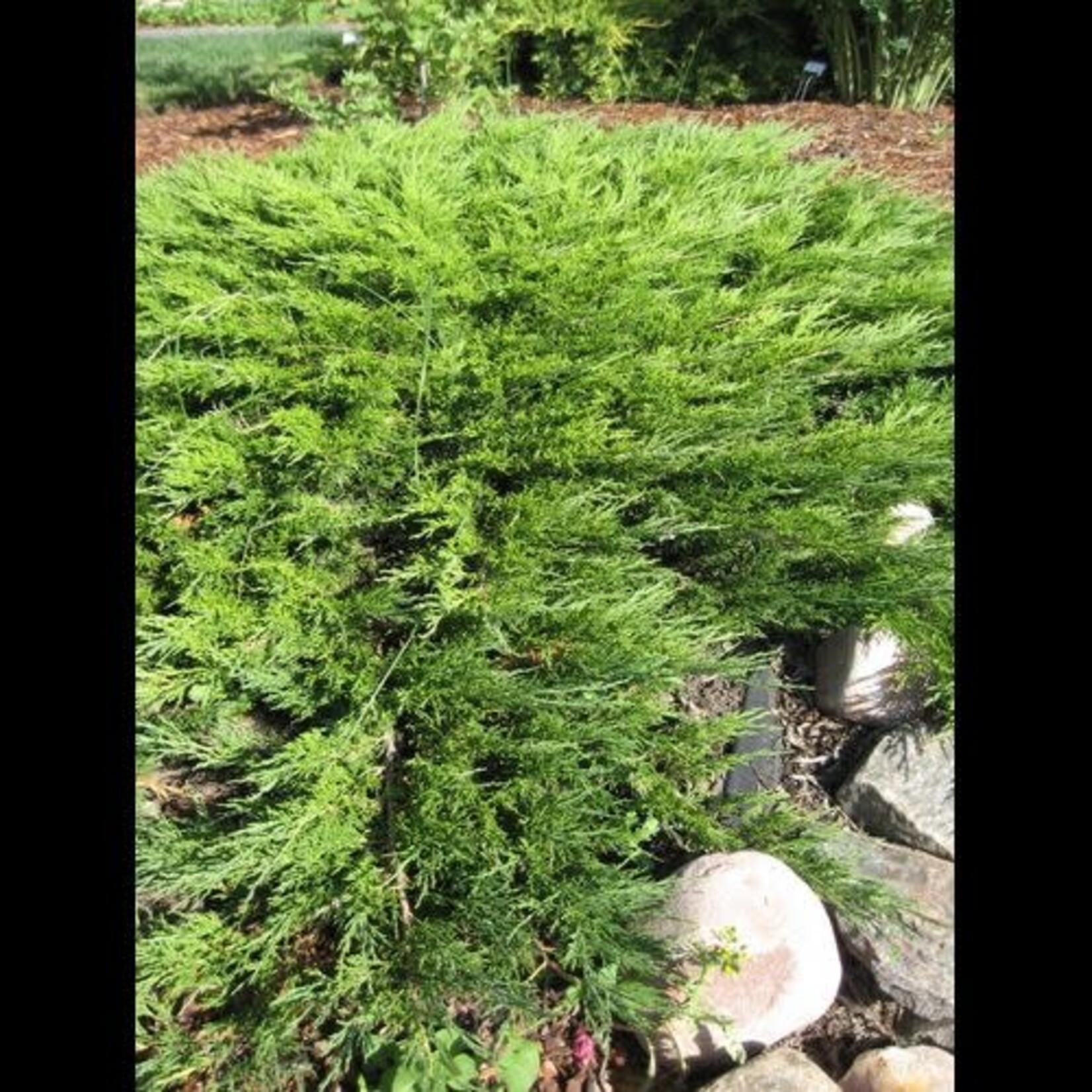 Juniper Calgary Carpet 2gal