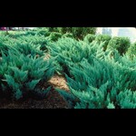 Juniper New Blue Tamarix 2 Gal