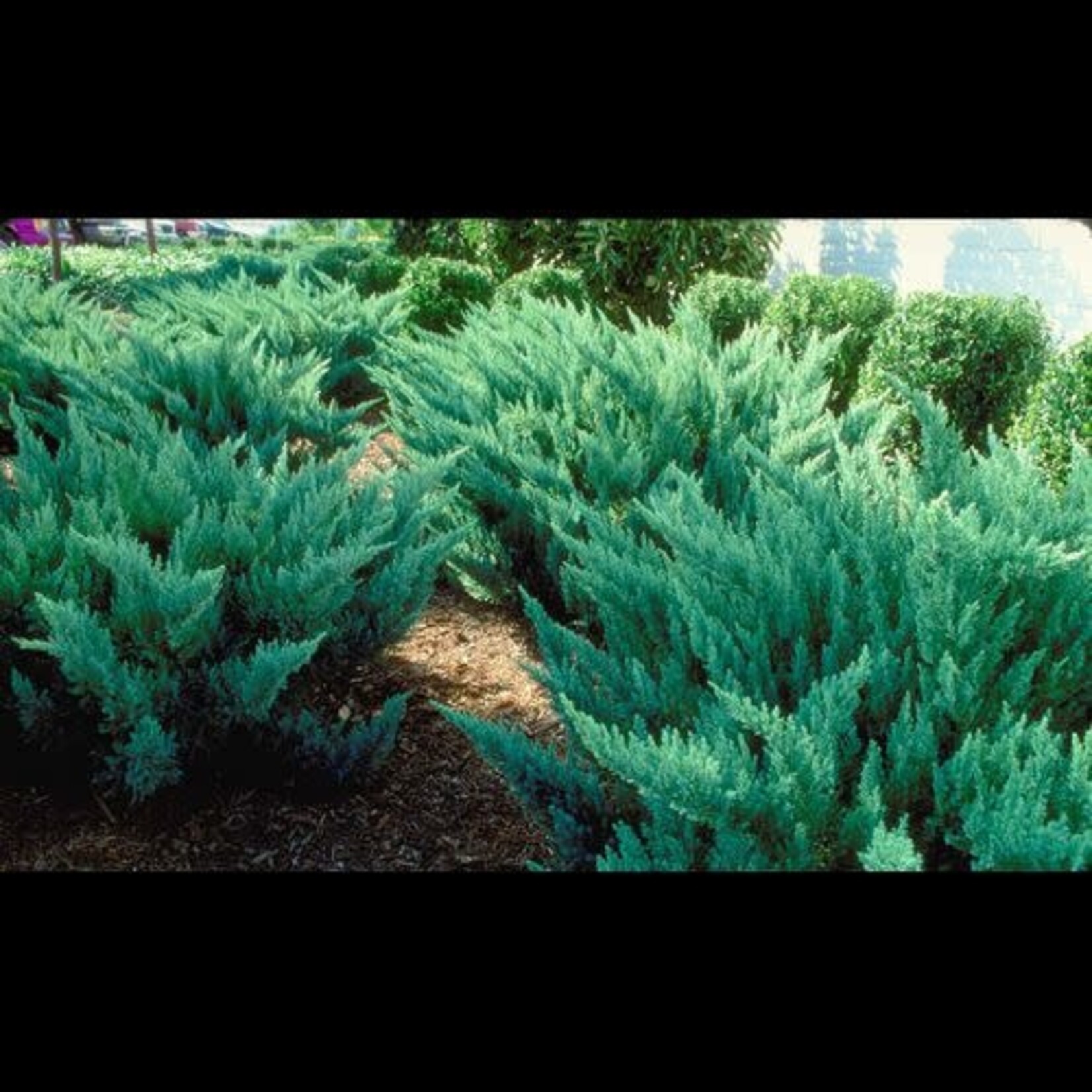 Juniper New Blue Tamarix 2 Gal