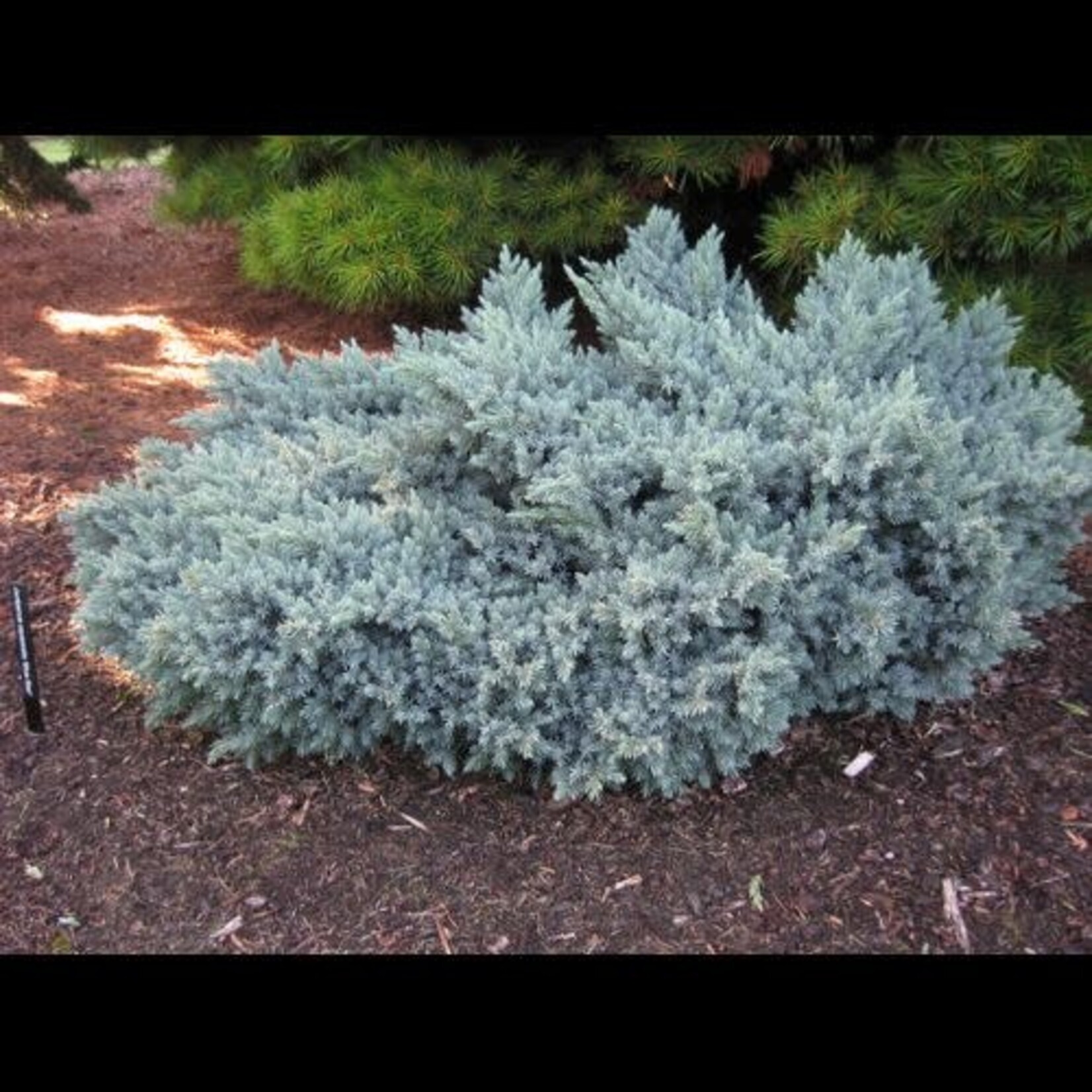 Juniper Blue Star 2 Gal
