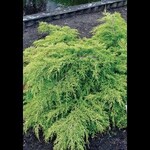 Juniper Sea of Gold