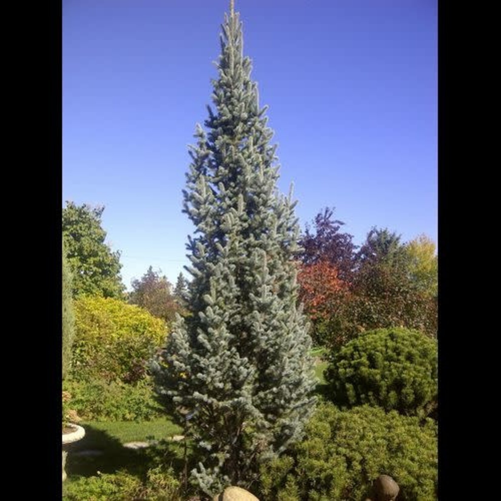 Spruce Columnar Blue 7Gal