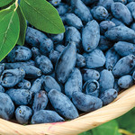 Haskap (Honeyberry)