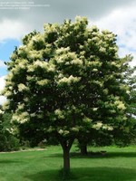 Lilac Summer Storm Japanese Tree 10 Gal