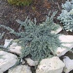 Juniper Monber Icee Blue