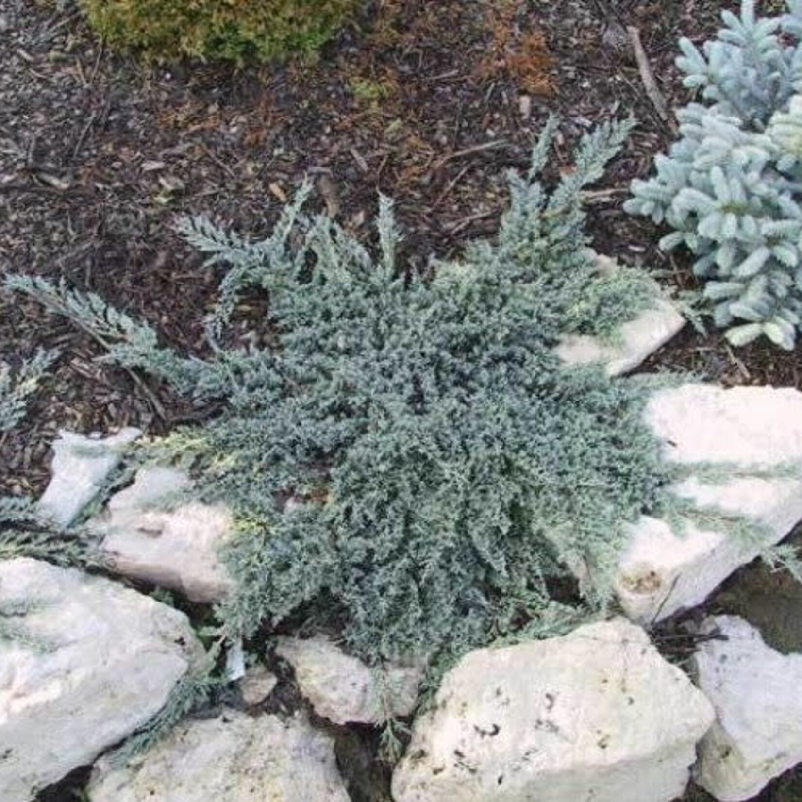 Juniper Icee Blue 2 Gal