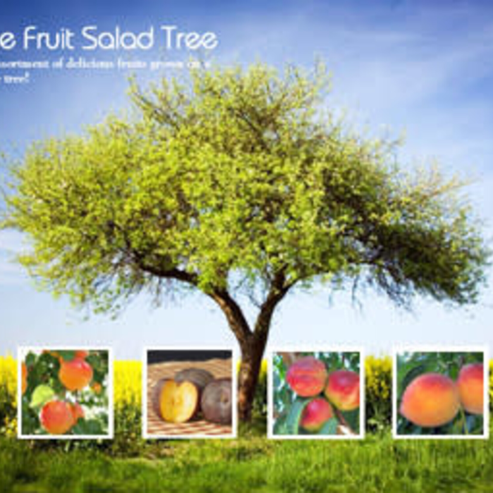 Apple Combination Multi-Grafted 10gal