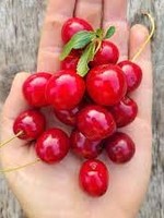 Cherry Crimson Passion