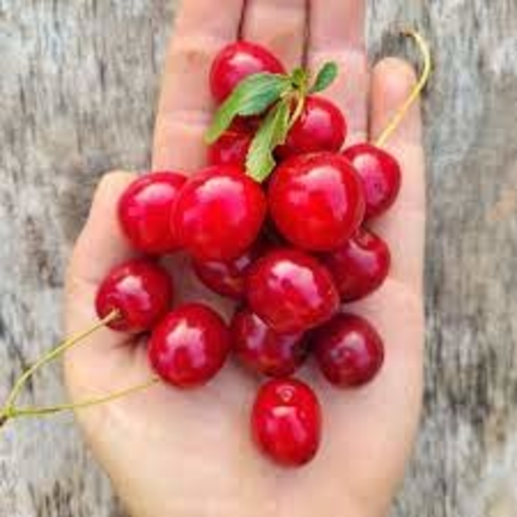 Cherry Crimson Passion 5 gal Tree form