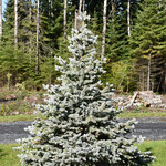 Spruce Crystal Blue 1 Gal