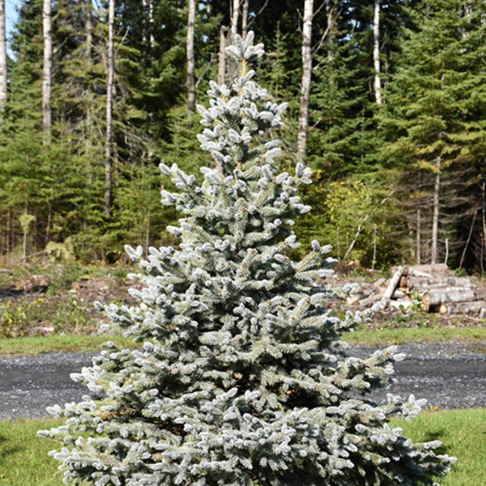 Spruce Crystal Blue 1 Gal