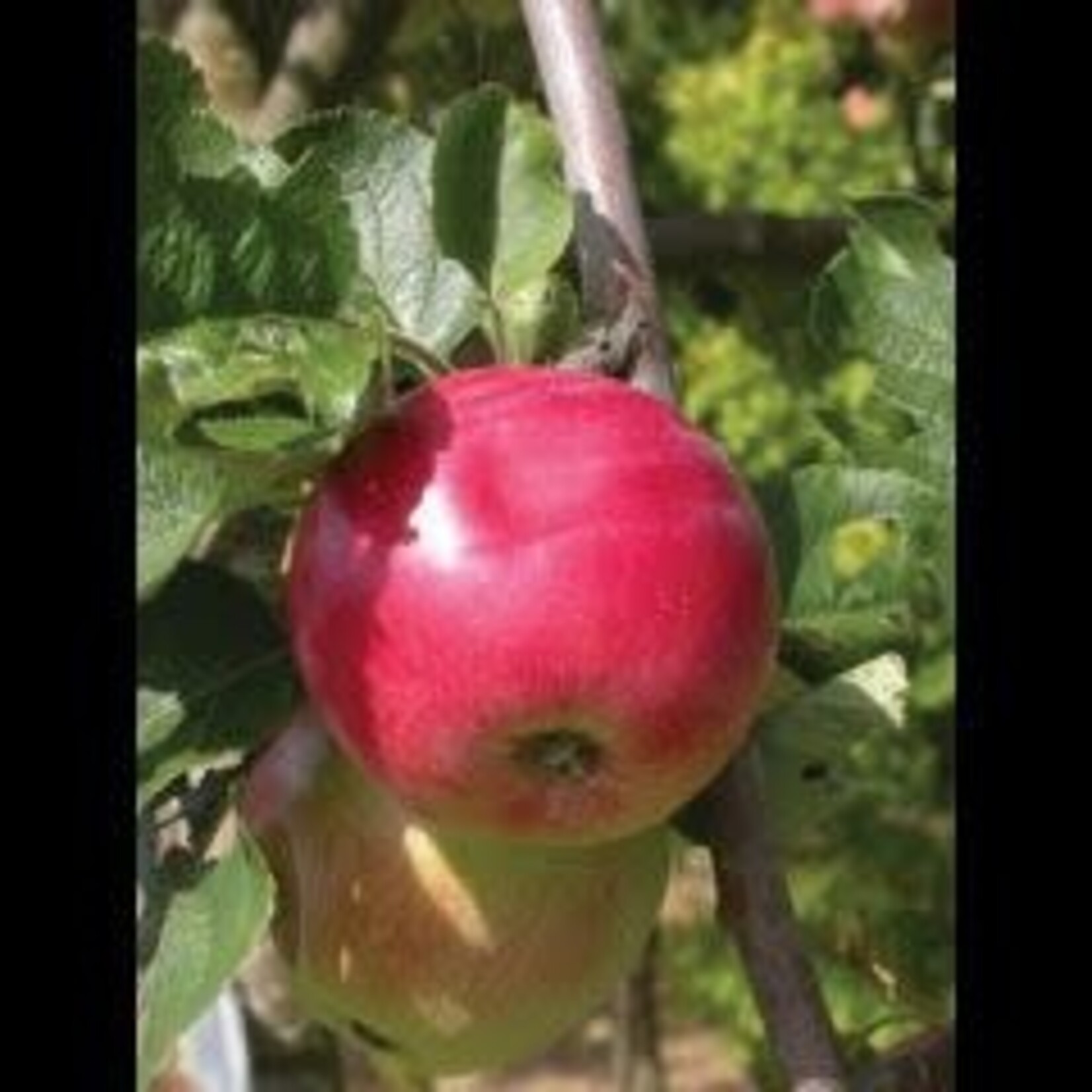 Apple Red Sparkle 5gal